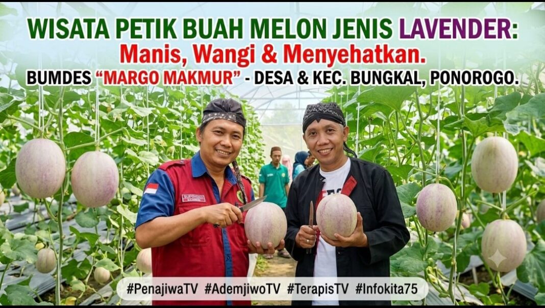 WISATA PETIK BUAH MELON, BUMDES ” MARGO MAKMUR ” BIKIN MASYARAKAT MAKMUR WISATA PETIK BUAH MELON, BUMDES ” MARGO MAKMUR ” BIKIN MASYARAKAT MAKMUR